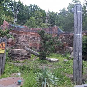Big Cat Country - Mountain Lion (Puma concolor) Exhibit