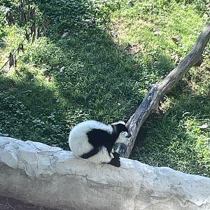 09/14/23 - Black-and-White Ruffed Lemur (Varecia variegata)