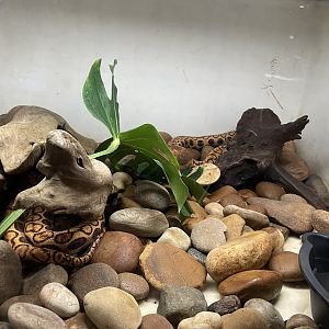 09/14/23 - Brazilian Rainbow Boa (Epicrates cenchria cenchria)