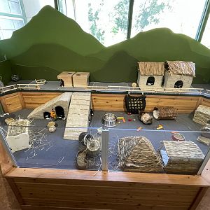 09/14/23 - Guinea Pig (Cavia porcellus) enclosure