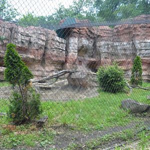 Big Cat Country - Jaguar (Panthera onca) Exhibit