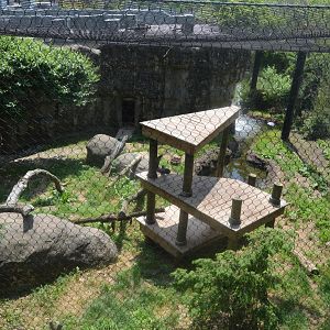 Amazing Asia - Amur Leopard (Panthera pardus orientalis) Exhibit