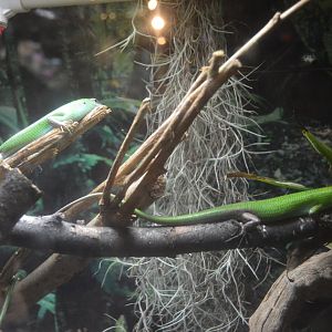 Reptile House - Emerald Tree Skink (Lamprolepis smaragdina)