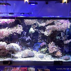 09/14/23 - Coral Tank