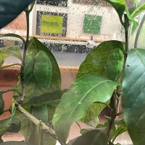 09/14/23 - Lemur Leaf Frog (Agalychnis lemur)