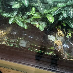 09/14/23 - Panamanian Golden Frog (Atelopus zeteki)