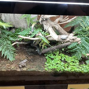 09/14/23 - Fowler's Toad (Anaxyrus fowleri)