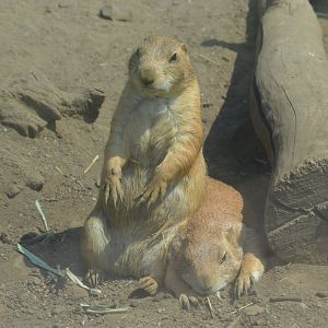 Great Plains - Black-tailed Prairie Dog (Cynomys ludovicianus)
