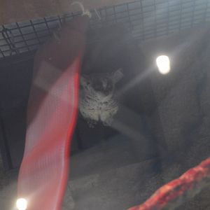 Penguin House - Northern Lesser Galago (Galago senegalensis)