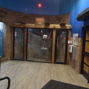 Pengiun House - Northern Lesser Galago (Galago senegalensis) Exhibit