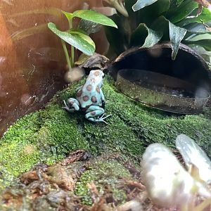 09/14/23 - Green and Black Poison Dart Frog (Dendrobates auratus)