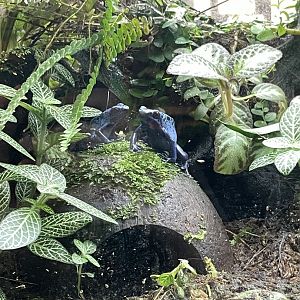 09/14/23 - Dyeing Poison Dart Frog (Dendrobates tinctorius)