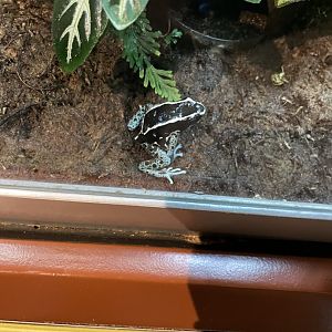 09/14/23 - Dyeing Poison Dart Frog (Dendrobates tinctorius)