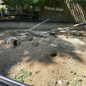 09/14/23 - Black-Tailed Prairie Dogs (Cynomys ludovicianus)