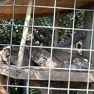 09/14/23 - Sleepy Bobcats (Lynx rufus)