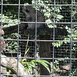 09/14/23 - Pallas's Cat (Otocolobus manul)