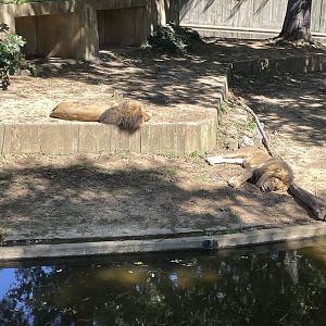 09/14/23 - Sleepy Lions (Panthera leo)