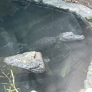 09/14/23 - Chinese Alligator (Alligator sinensis)