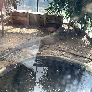 09/14/23 - Komodo Dragon (Varanus komodoensis)