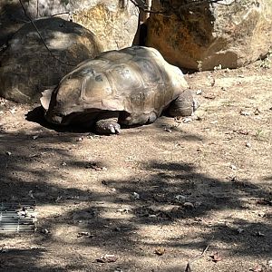 09/14/23 - Aldabra Tortoise (Aldabrachelys gigantea)