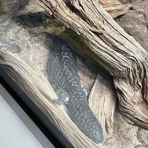 09/14/23 - Shingleback Skink (Tiliqua rugosa)