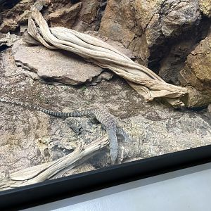 09/14/23 - Ridgetail Monitor (Varanus acanthurus)