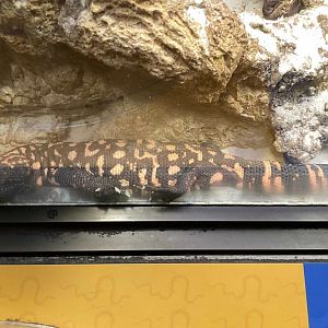 09/14/23 - Gila Monster (Heloderma suspectum)