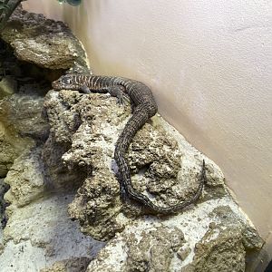 09/14/23 - Giant Plated Lizard (Matobosaurus validus)