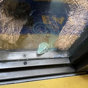 09/14/23 - Emerald Tree Monitor (Varanus prasinus)