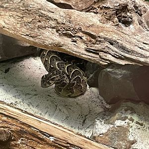 09/14/23 - Puff Adder (Bitis arietans)