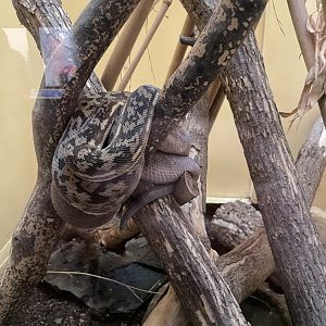 09/14/23 - Timor Python (Malayopython timoriensis)