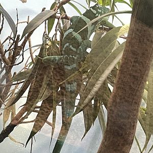 09/14/23 - Fiji Banded Iguana? (Brachylophus bulabula)