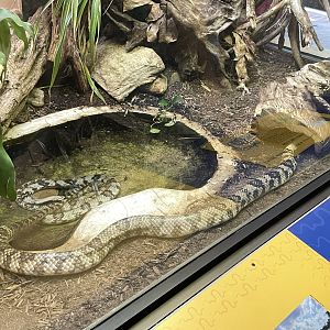 09/14/23 - False Water Cobra (Hydrodynastes gigas)