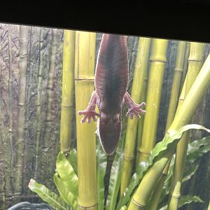 09/14/23 - Henkel's Leaf-Tailed Gecko (Uroplatus henkeli)