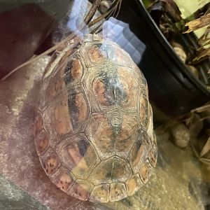 09/14/23 - Golden Coin Turtle (Cuora trifasciata)