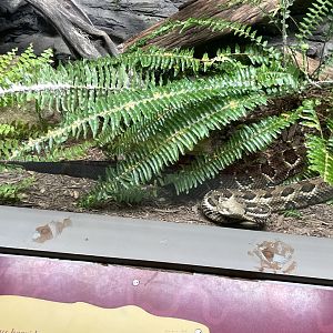 09/14/23 - Timber Rattlesnake (Crotalus horridus)