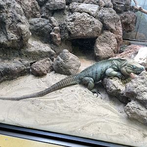 09/14/23 - Grand Cayman Iguana (Cyclura lewisi)