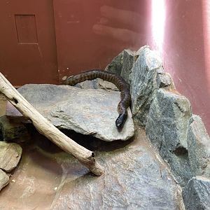 09/14/23 - Black-Headed Python (Aspidites melanocephalus)