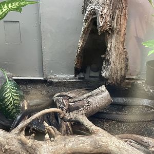 09/14/23 - King Cobra (Ophiophagus hannah sensu lato)