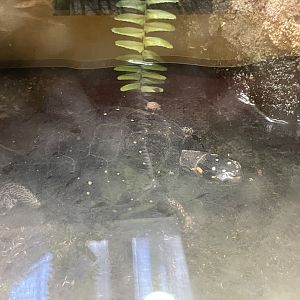 09/14/23 - Spotted Turtle (Clemmys guttata)