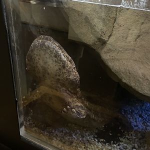 09/14/23 - Japanese Giant Salamander (Andrias japonicus)