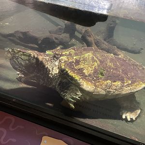 09/14/23 - Alligator Snapping Turtle (Macrochelys temminckii)