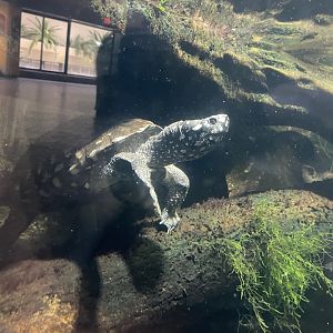 09/14/23 - Spotted Pond Turtle (Geoclemys hamiltonii)