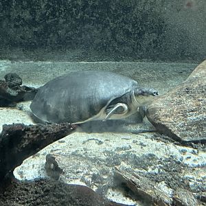 09/14/23 - Fly River Turtle (Carettochelys insculpta)