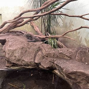 09/14/23 - Komodo Dragon (Varanus komodoensis)
