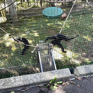 09/14/23 - Siamang (Symphalangus syndactylus)