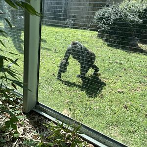 09/14/23 - Adult and Baby Western Lowland Gorilla (Gorilla gorilla gorilla)