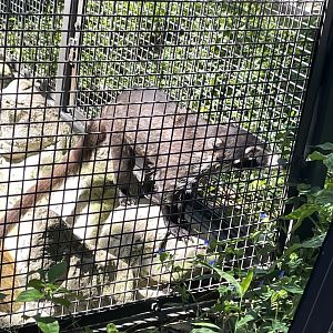 09/14/23 - White-Nosed Coati (Nasua narica)