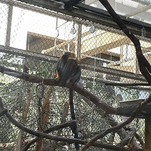 09/14/23 - Golden-Headed Lion Tamarin (Leontopithecus chrysomelas)