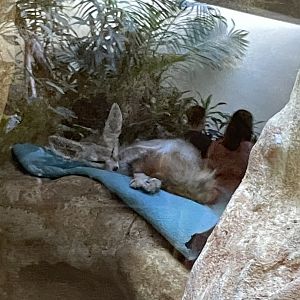 09/14/23 - Fennec Fox (Vulpes zerda)